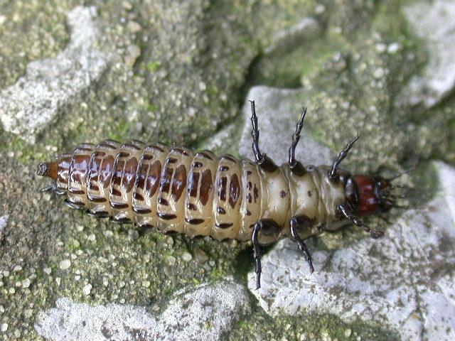 Larva di Carabus sp.